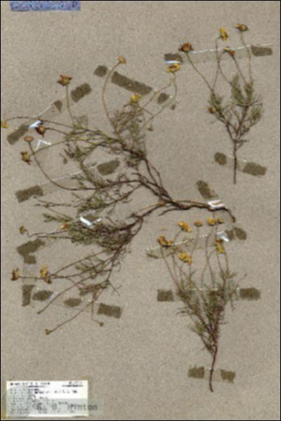 URN_catalog_HBHinton_herbarium_19230.jpg.jpg