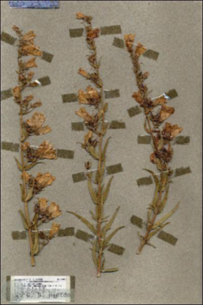 URN_catalog_HBHinton_herbarium_18898.jpg.jpg