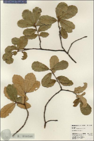URN_catalog_HBHinton_herbarium_24589.jpg.jpg