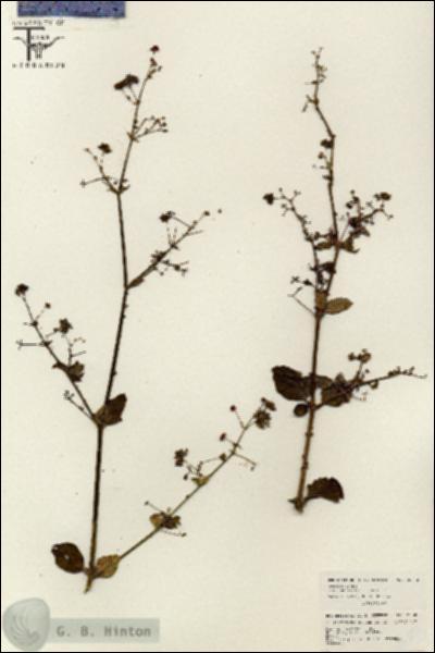 URN_catalog_HBHinton_herbarium_26502.jpg.jpg