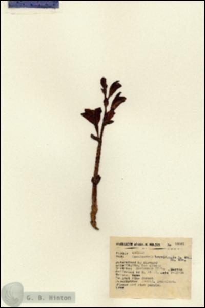 URN_catalog_HBHinton_herbarium_12181.jpg.jpg