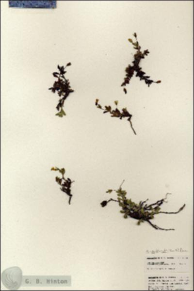 URN_catalog_HBHinton_herbarium_25350.jpg.jpg