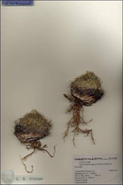 URN_catalog_HBHinton_herbarium_27327.jpg.jpg