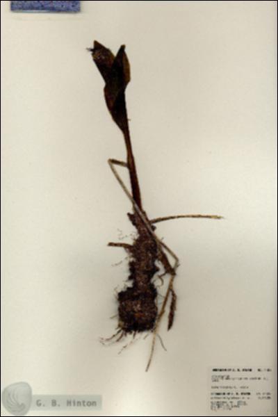 URN_catalog_HBHinton_herbarium_24324.jpg.jpg