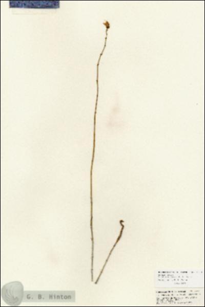URN_catalog_HBHinton_herbarium_25714.jpg.jpg