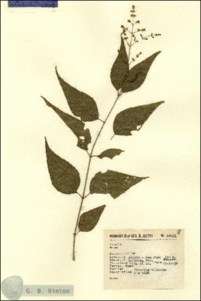 URN_catalog_HBHinton_herbarium_14613.jpg.jpg