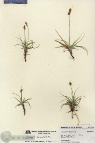 URN_catalog_HBHinton_herbarium_27040.jpg.jpg