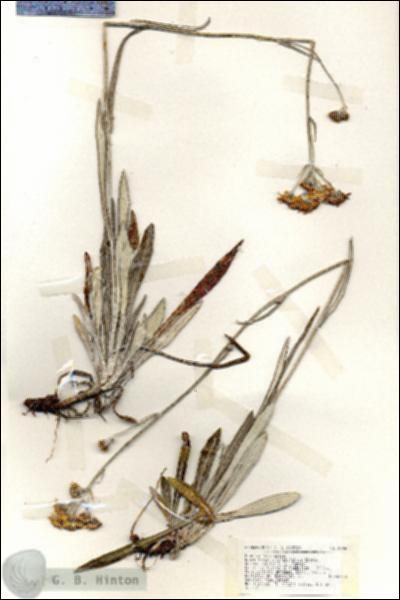 URN_catalog_HBHinton_herbarium_18896.jpg.jpg