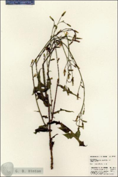 URN_catalog_HBHinton_herbarium_23082.jpg.jpg