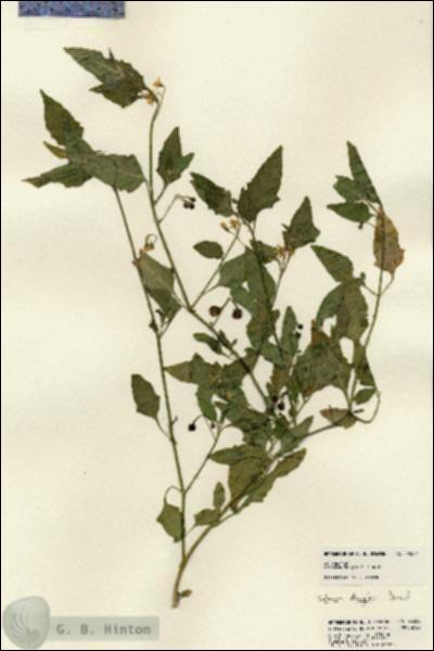 URN_catalog_HBHinton_herbarium_22352.jpg.jpg