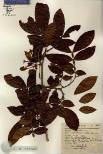 URN_catalog_HBHinton_herbarium_8978.jpg.jpg
