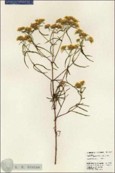 URN_catalog_HBHinton_herbarium_23637.jpg.jpg