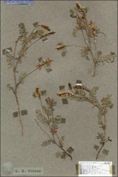 URN_catalog_HBHinton_herbarium_17398.jpg.jpg