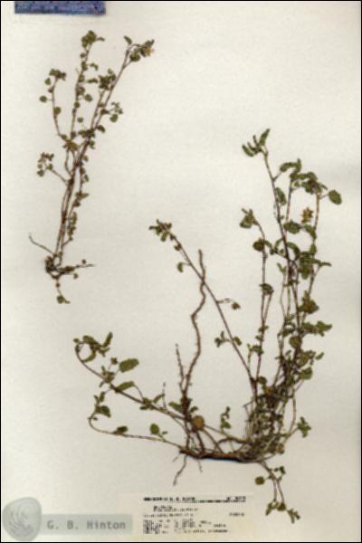 URN_catalog_HBHinton_herbarium_20618.jpg.jpg