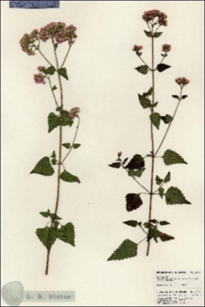 URN_catalog_HBHinton_herbarium_23901.jpg.jpg
