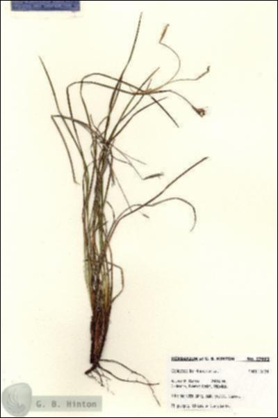 URN_catalog_HBHinton_herbarium_27993.jpg.jpg