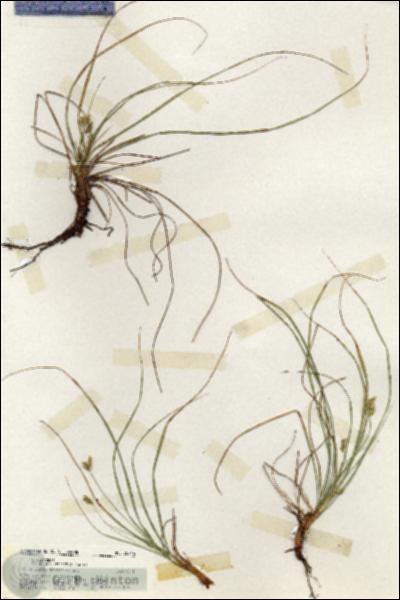 URN_catalog_HBHinton_herbarium_20216.jpg.jpg
