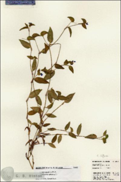 URN_catalog_HBHinton_herbarium_22883.jpg.jpg