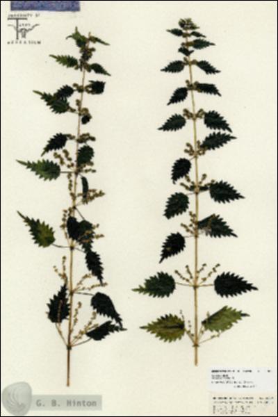 URN_catalog_HBHinton_herbarium_26689.jpg.jpg
