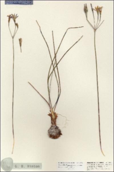 URN_catalog_HBHinton_herbarium_25724.jpg.jpg