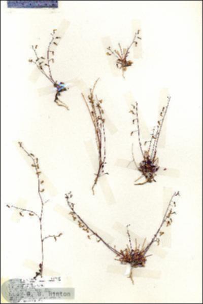 URN_catalog_HBHinton_herbarium_19307.jpg.jpg