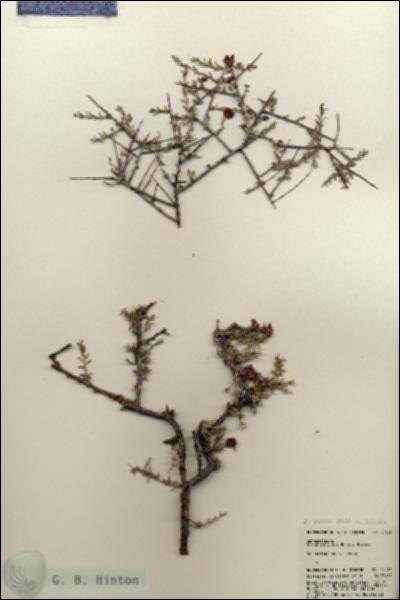 URN_catalog_HBHinton_herbarium_24736.jpg.jpg
