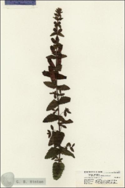 URN_catalog_HBHinton_herbarium_21350.jpg.jpg