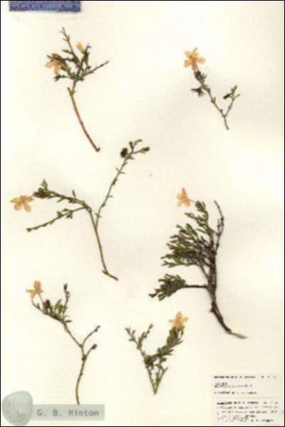 URN_catalog_HBHinton_herbarium_25349.jpg.jpg
