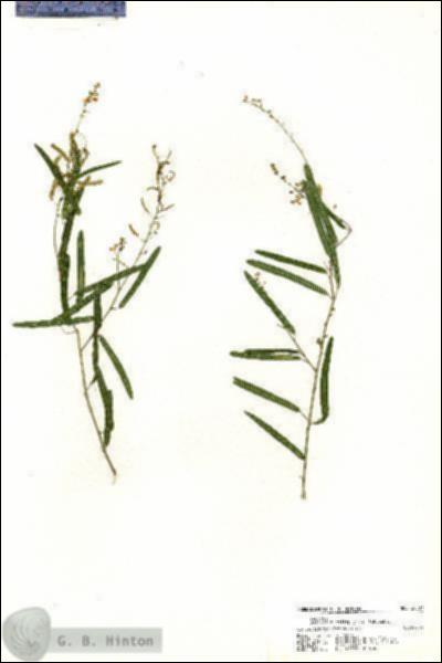 URN_catalog_HBHinton_herbarium_20587.jpg.jpg