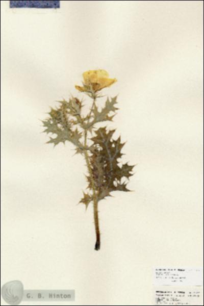 URN_catalog_HBHinton_herbarium_25217.jpg.jpg