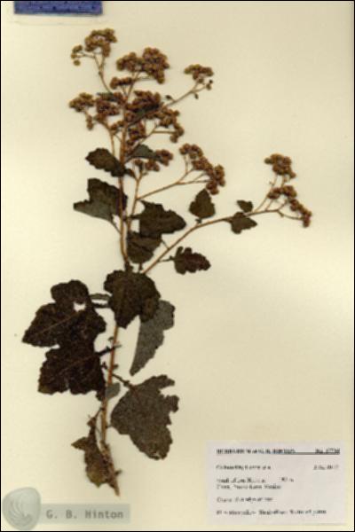 URN_catalog_HBHinton_herbarium_27734.jpg.jpg