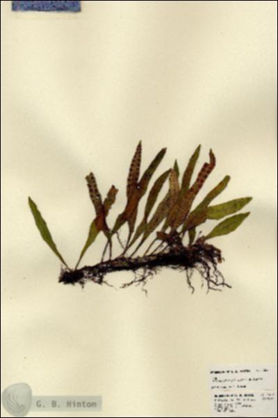 URN_catalog_HBHinton_herbarium_23471.jpg.jpg