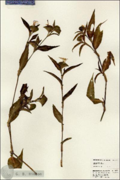 URN_catalog_HBHinton_herbarium_24330.jpg.jpg