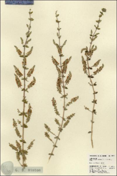 URN_catalog_HBHinton_herbarium_22705.jpg.jpg