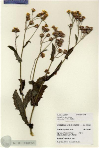 URN_catalog_HBHinton_herbarium_28166.jpg.jpg