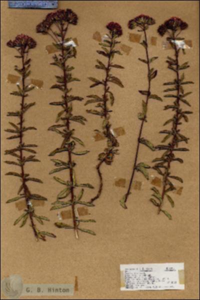 URN_catalog_HBHinton_herbarium_18912.jpg.jpg