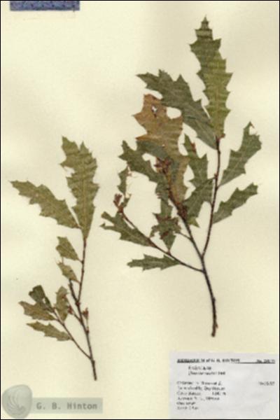URN_catalog_HBHinton_herbarium_20179.jpg.jpg