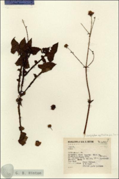 URN_catalog_HBHinton_herbarium_14761.jpg.jpg