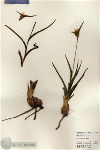 URN_catalog_HBHinton_herbarium_23605.jpg.jpg