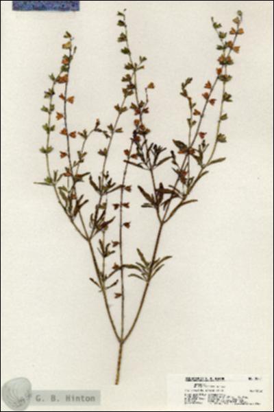 URN_catalog_HBHinton_herbarium_20754.jpg.jpg
