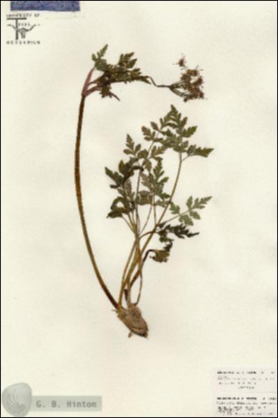 URN_catalog_HBHinton_herbarium_26635.jpg.jpg