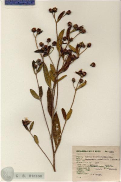 URN_catalog_HBHinton_herbarium_2463.jpg.jpg