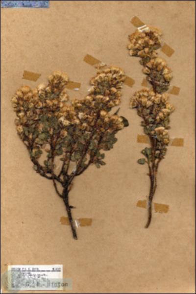 URN_catalog_HBHinton_herbarium_17029.jpg.jpg