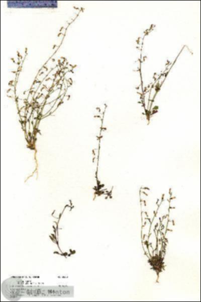 URN_catalog_HBHinton_herbarium_20388.jpg.jpg