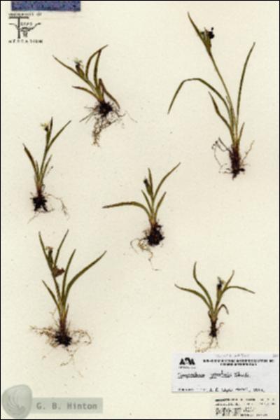 URN_catalog_HBHinton_herbarium_26795.jpg.jpg
