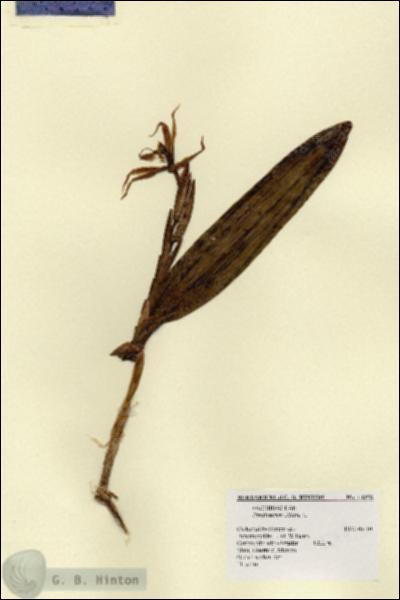 URN_catalog_HBHinton_herbarium_14258.jpg.jpg