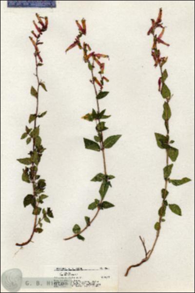 URN_catalog_HBHinton_herbarium_20433.jpg.jpg