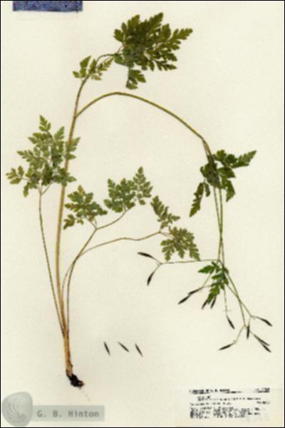 URN_catalog_HBHinton_herbarium_21345.jpg.jpg