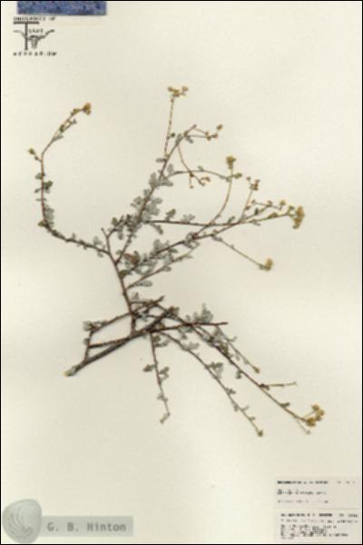 URN_catalog_HBHinton_herbarium_25656.jpg.jpg