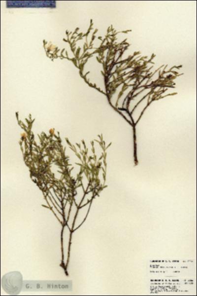 URN_catalog_HBHinton_herbarium_22066.jpg.jpg